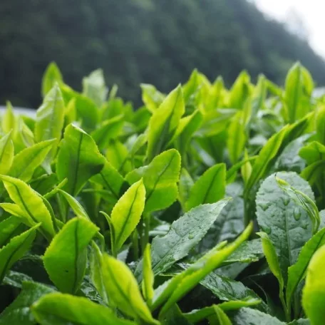 Matcha Tea levél