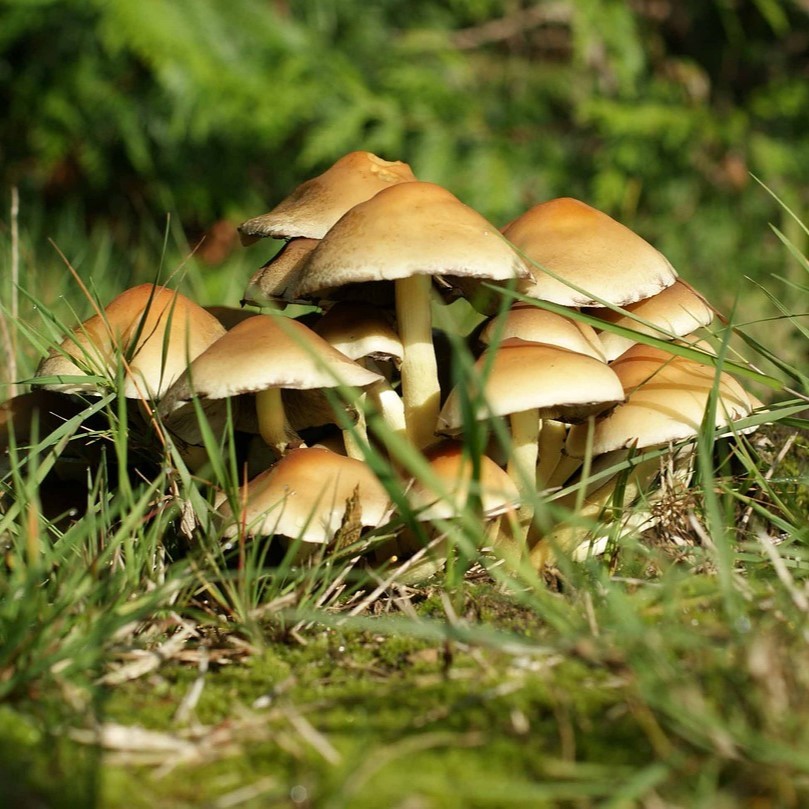 papillomaviridae rendszertan condyloma ami azt jelenti